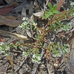 Poranthera microphylla (Small Poranthera) at Canberra Central, ACT - 27 Oct 2015 by galah681