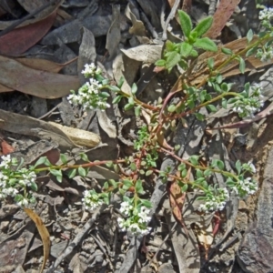 Poranthera microphylla at Canberra Central, ACT - 28 Oct 2015 09:02 AM