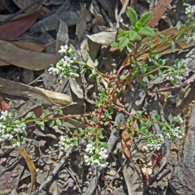 Poranthera microphylla (Small Poranthera) at Canberra Central, ACT - 28 Oct 2015 by galah681