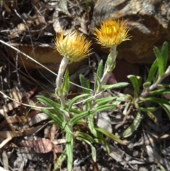 Coronidium oxylepis subsp. lanatum (Woolly Pointed Everlasting) at Canberra Central, ACT - 27 Oct 2015 by galah681