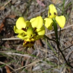 Diuris sulphurea (Tiger Orchid) at Acton, ACT - 27 Oct 2015 by galah681