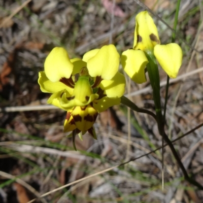 Diuris sulphurea (Tiger Orchid) at Acton, ACT - 27 Oct 2015 by galah681