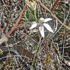 Caladenia cucullata at Point 38 - suppressed