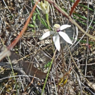 Caladenia cucullata (Lemon Caps) at Point 38 - 28 Oct 2015 by galah681