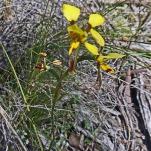 Diuris sulphurea at Point 38 - suppressed