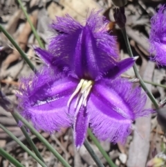 Thysanotus tuberosus subsp. tuberosus (Common Fringe-lily) at Canberra Central, ACT - 28 Oct 2015 by galah681