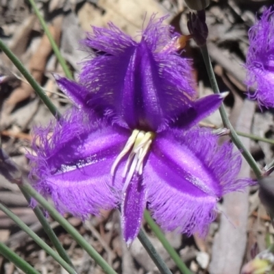 Thysanotus tuberosus subsp. tuberosus (Common Fringe-lily) at Canberra Central, ACT - 27 Oct 2015 by galah681