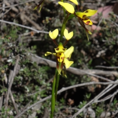 Diuris sulphurea (Tiger Orchid) at Canberra Central, ACT - 28 Oct 2015 by galah681