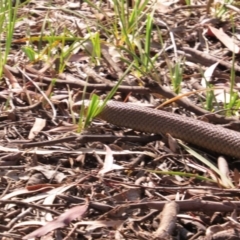 Pseudonaja textilis at Nicholls, ACT - 8 Nov 2015