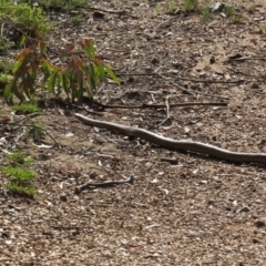 Pseudonaja textilis at Nicholls, ACT - 8 Nov 2015