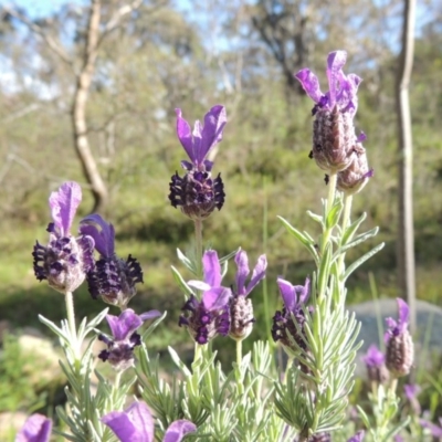 Lavandula stoechas (Spanish Lavender or Topped Lavender) at Tuggeranong Hill - 7 Nov 2015 by michaelb