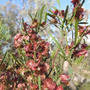 Dodonaea viscosa at Theodore, ACT - 7 Nov 2015 05:37 PM