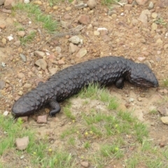 Tiliqua rugosa at Crace, ACT - 10 Oct 2015