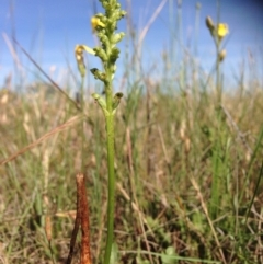 Microtis sp. (Onion Orchid) at Franklin, ACT - 8 Nov 2015 by RichardMilner