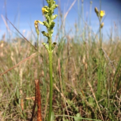 Microtis sp. (Onion Orchid) at Franklin, ACT - 9 Nov 2015 by RichardMilner