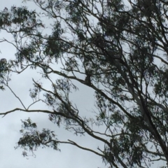Phascolarctos cinereus (Koala) at Tucki Tucki, NSW - 7 Nov 2015 by eberger