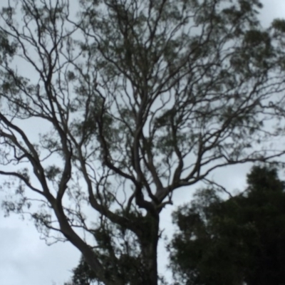 Phascolarctos cinereus (Koala) at Tucki Tucki, NSW - 7 Nov 2015 by eberger