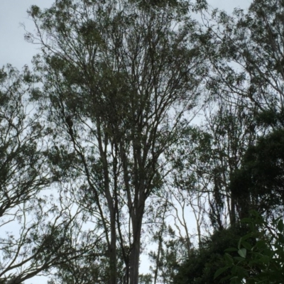 Phascolarctos cinereus (Koala) at Ruthven, NSW - 7 Nov 2015 by eberger