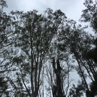 Phascolarctos cinereus (Koala) at Ruthven, NSW - 7 Nov 2015 by eberger