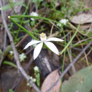 Caladenia moschata at Point 5598 - suppressed