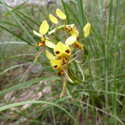Diuris sulphurea (Tiger Orchid) at Canberra Central, ACT - 30 Oct 2015 by EmmaCook