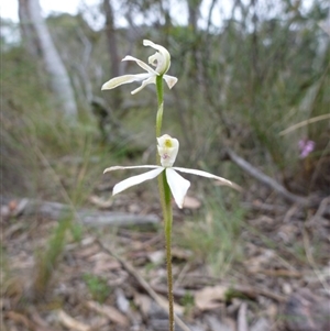 Caladenia moschata at Point 4157 - suppressed