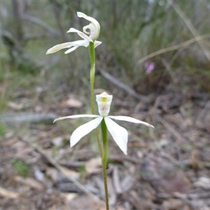 Caladenia moschata at Point 4157 - suppressed