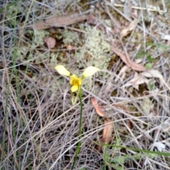 Diuris sulphurea (Tiger Orchid) at Belconnen, ACT - 4 Nov 2015 by EmmaCook