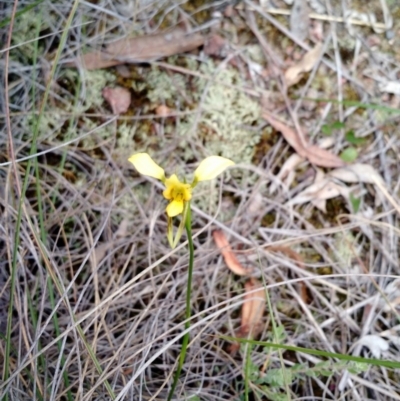 Diuris sulphurea (Tiger Orchid) at Point 4157 - 4 Nov 2015 by EmmaCook