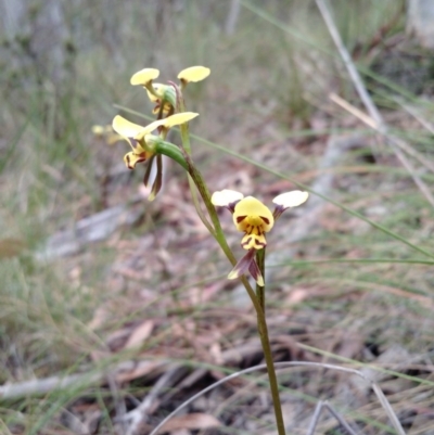 Diuris sulphurea (Tiger Orchid) at Belconnen, ACT - 4 Nov 2015 by EmmaCook