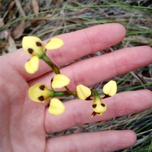 Diuris sulphurea at Point 4157 - suppressed