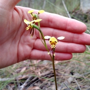 Diuris sulphurea at Point 4157 - suppressed