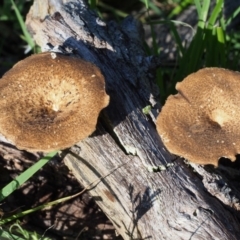 Lentinus arcularius (Fringed Polypore) at Swamp Creek - 7 Nov 2015 by KenT