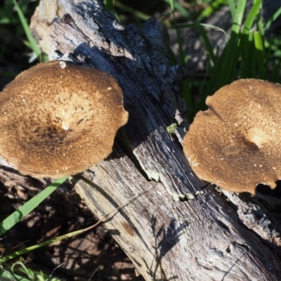 Lentinus arcularius (Fringed Polypore) at Coree, ACT - 8 Nov 2015 by KenT