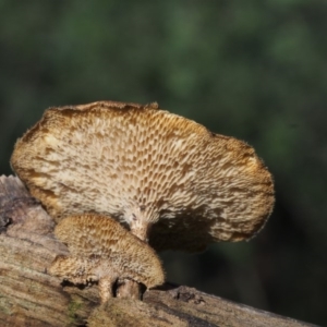 Lentinus arcularius at Coree, ACT - 8 Nov 2015 08:00 AM