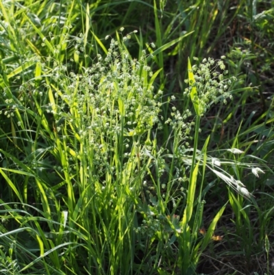 Briza minor (Shivery Grass) at Coree, ACT - 8 Nov 2015 by KenT