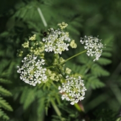 Conium maculatum (Hemlock) at Coree, ACT - 7 Nov 2015 by KenT