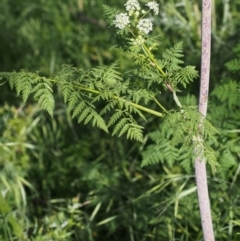 Conium maculatum at Coree, ACT - 8 Nov 2015 08:21 AM