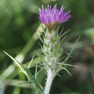 Carduus pycnocephalus (Slender Thistle) at Coree, ACT - 8 Nov 2015 by KenT