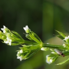 Galium aparine (Goosegrass, Cleavers) at Swamp Creek - 7 Nov 2015 by KenT