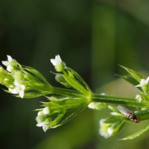 Galium aparine at Coree, ACT - 8 Nov 2015 08:49 AM