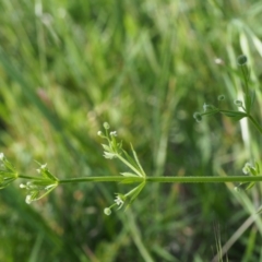 Galium aparine at Coree, ACT - 8 Nov 2015