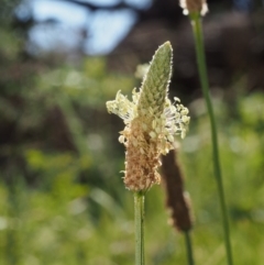 Plantago lanceolata (Ribwort Plantain, Lamb's Tongues) at Swamp Creek - 7 Nov 2015 by KenT