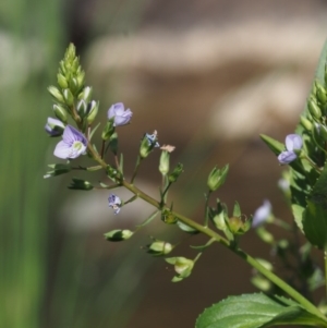 Veronica anagallis-aquatica at Coree, ACT - 8 Nov 2015 09:34 AM