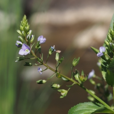 Veronica anagallis-aquatica (Blue Water Speedwell) at Coree, ACT - 7 Nov 2015 by KenT