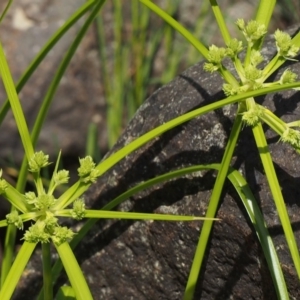 Cyperus eragrostis at Coree, ACT - 8 Nov 2015 10:02 AM