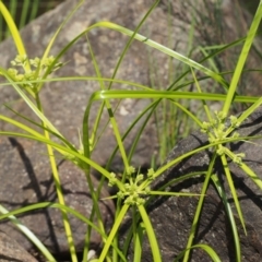 Cyperus eragrostis at Coree, ACT - 8 Nov 2015 10:02 AM