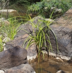 Cyperus eragrostis at Coree, ACT - 8 Nov 2015 10:02 AM