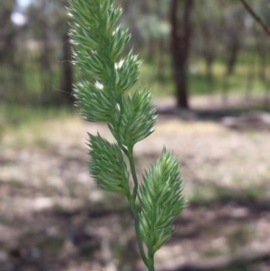 Dactylis glomerata at Crace, ACT - 9 Nov 2015