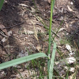 Dactylis glomerata at Crace, ACT - 9 Nov 2015